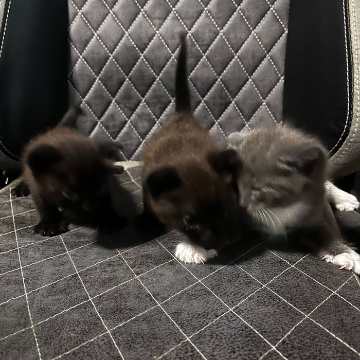 вислоухие котята