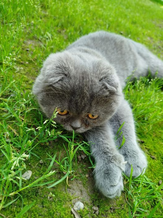 Шотландский вислоухий