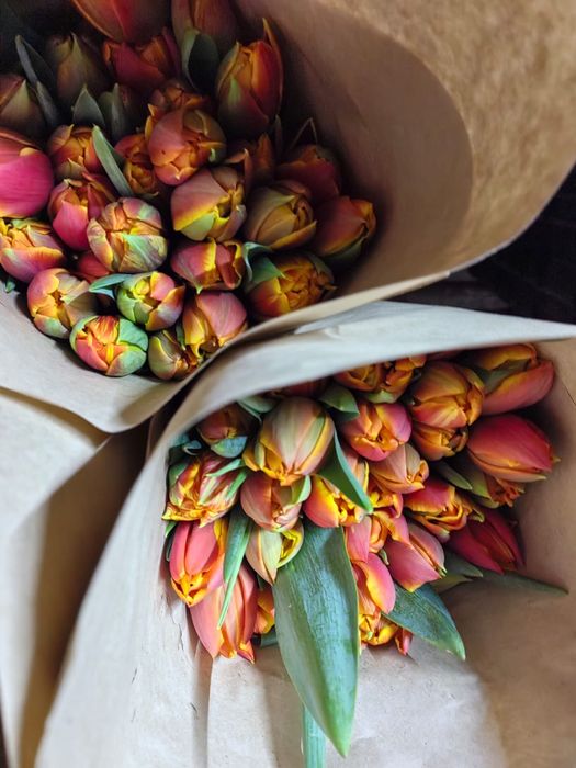 Тюльпаны оптом Алматы !