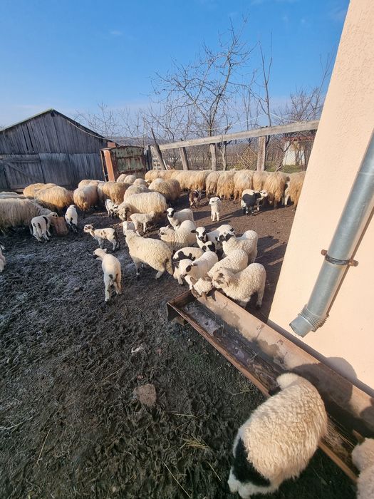 Vând oi cu miei.