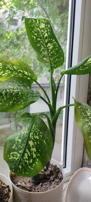 Домашние цветы, диффенбахия