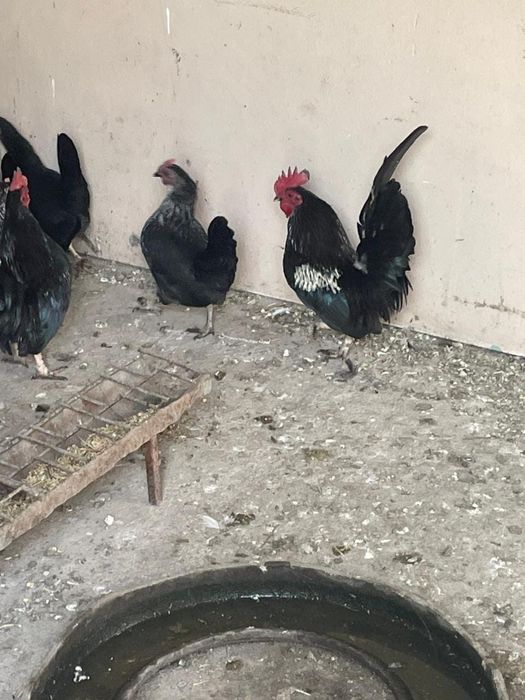 Продам  карликовых курей