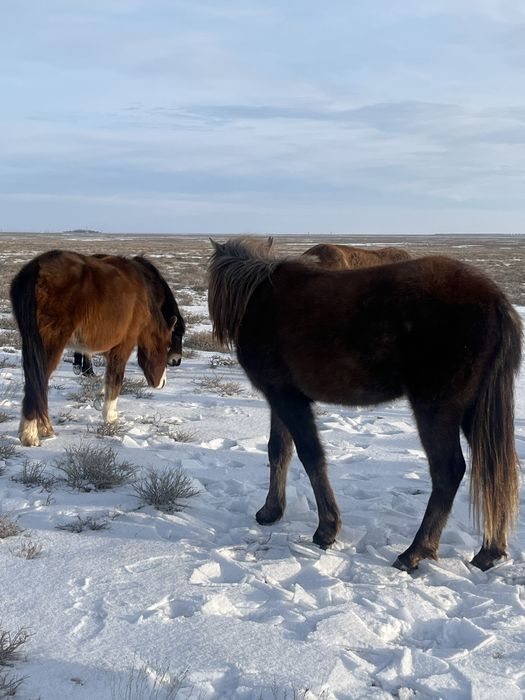 Ұрғашы Тайлар сатылады