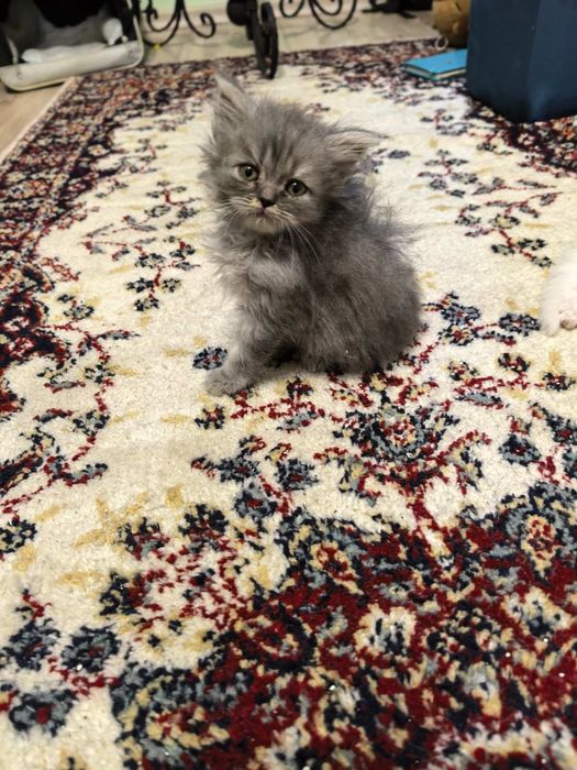 Персийски котенца