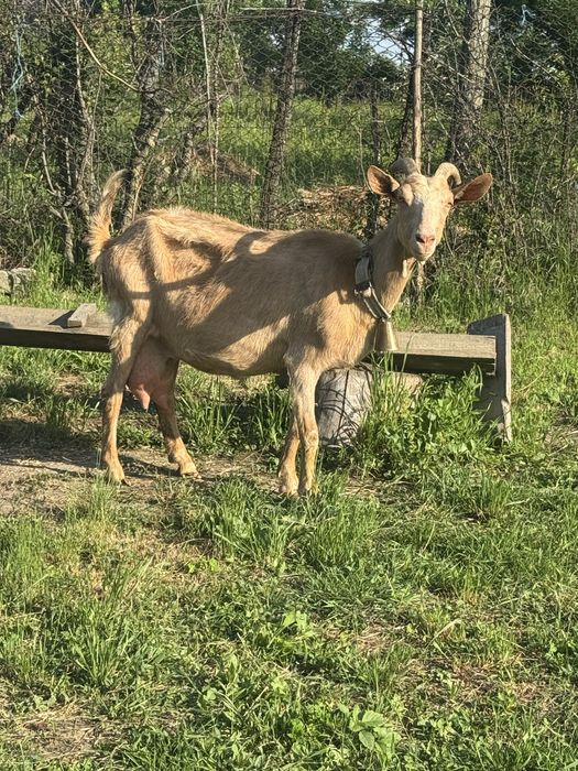 Capre foarte bune de lapte in arges