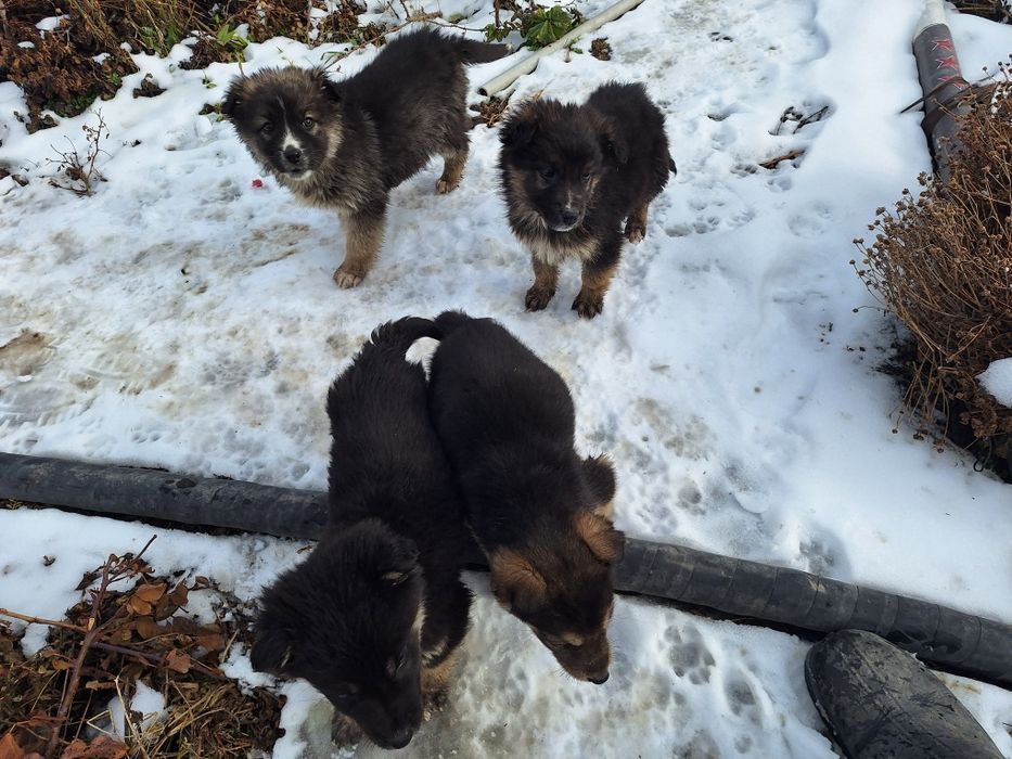 Щенки три месяца