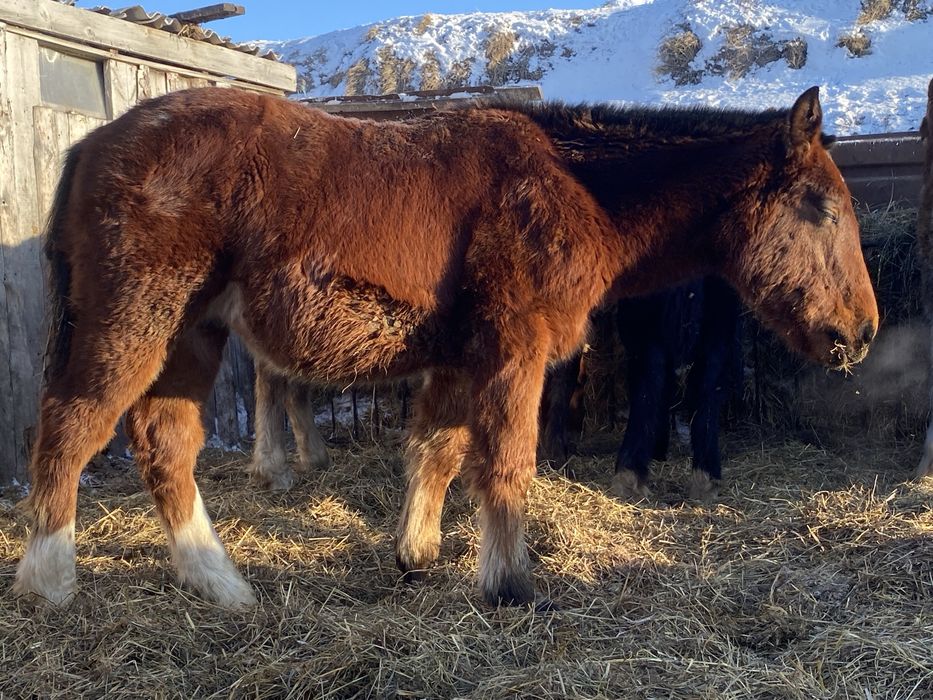 Продам жеребят 8-9 месяцев