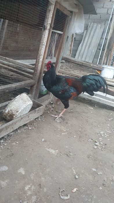 Bobo xo'roz va tovuq sotiladi