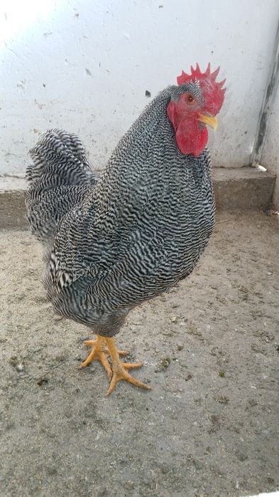 Vind familie plymont rok barat