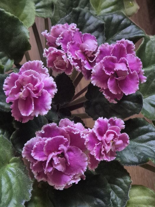 Комнатный цветок. Фиалка.