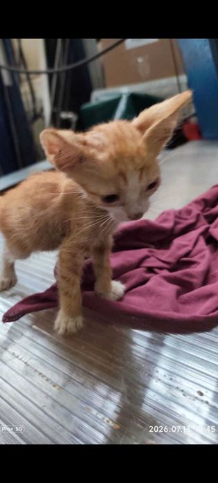 Adoptie pui de pisoca gri, roscat, tortoishell