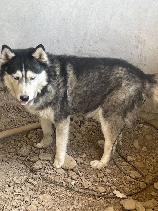 Siberian  Husky