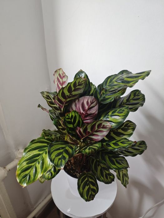 Калатея Макояна продаётся