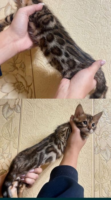 Котята бенгал 100% original