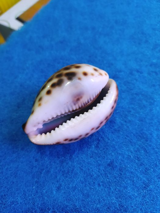 Ракушки для аквариума! Коллекционные и для аквариума.