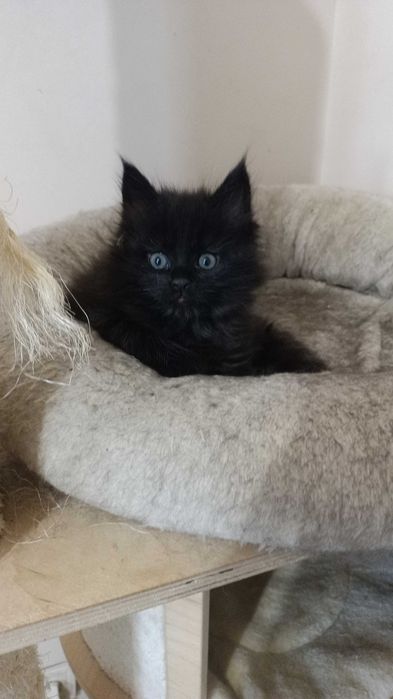 Мейн куун котенца