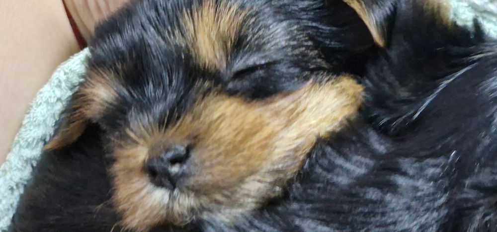 Продам щенков йорка