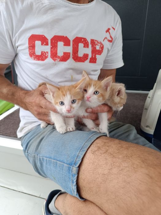 Котята мальчики, 1 мес