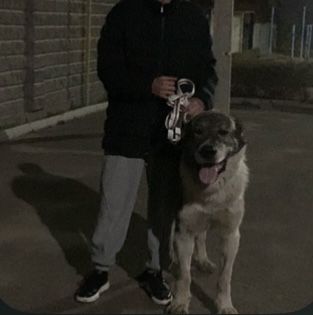 Продам Алабай 4 года дерётца видео боёв есть на людей спокойный