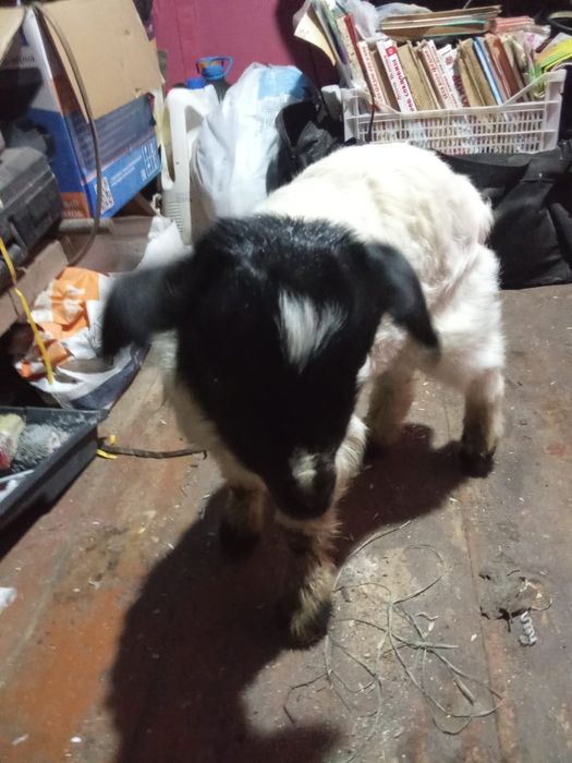 Козлёнок крупный