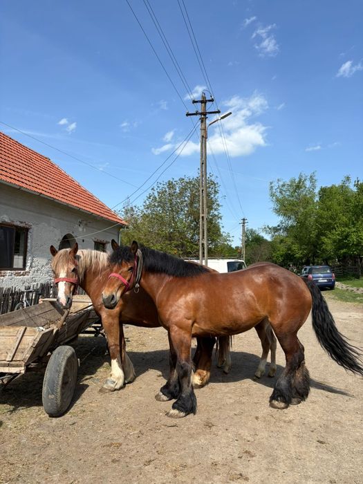 De vânzare doua iepe