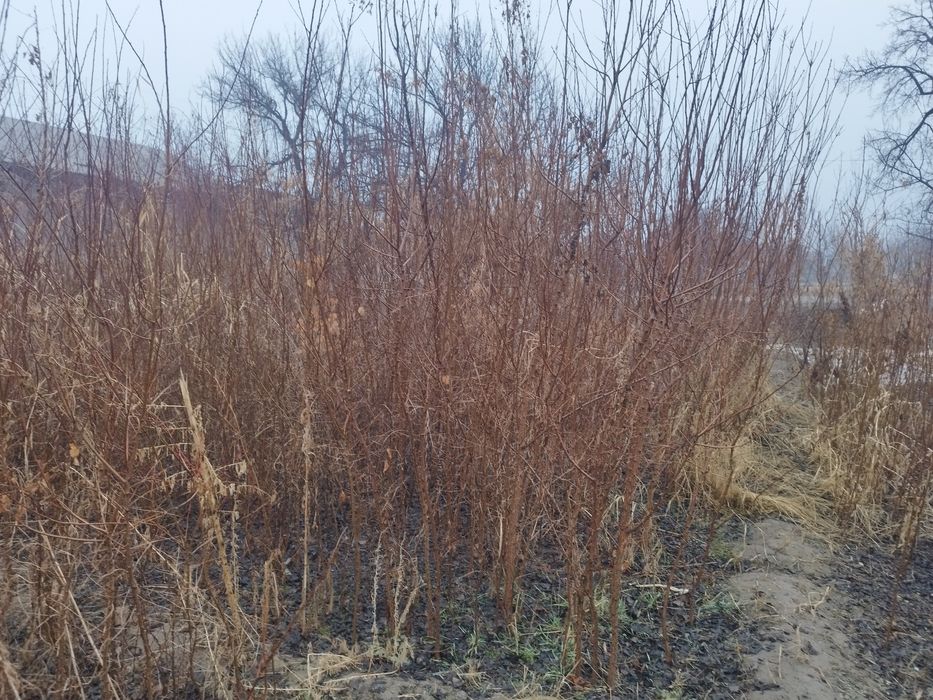 Zaldori - oʻrik koʻchatlari sotiladi. Romitan