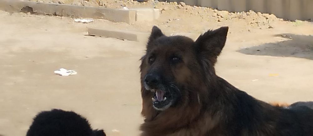 Три 3штуки щенки