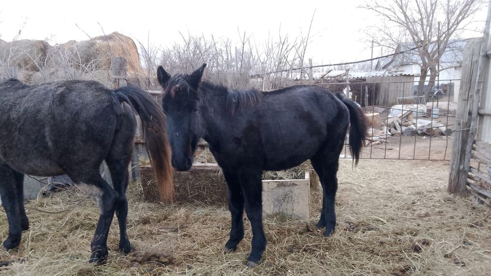 Продам жеребёнка (жеребчик)