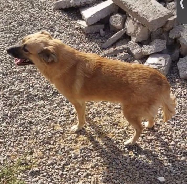 Умная и красивая девочка ищет семью!