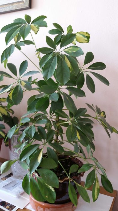 Две разкошни шарени шефлери и два бенджамина