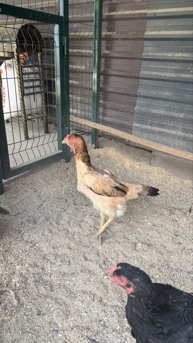 Шамо Корея хорози