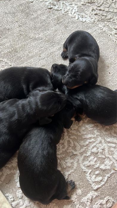 Щенки таксы чистокровные