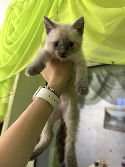 Котята бесплатно