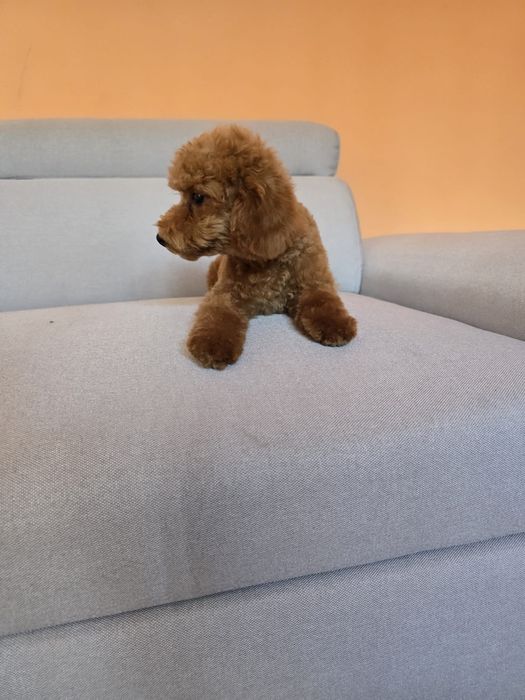 Băiețel Pudel toy roșcat Red