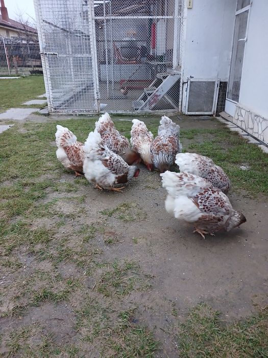 De vanzare gaini wyandotte