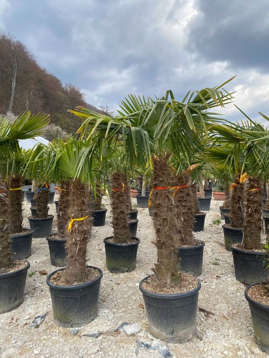 Palmieri Trachycarpus Fortunei