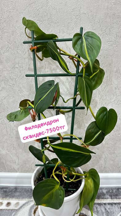 Эпипремнум, Сциндапсус,Филодендрон