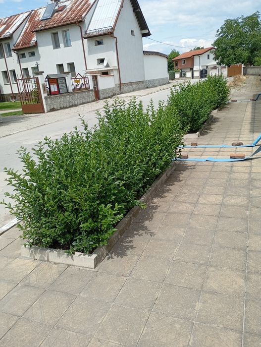 Лигуструм в кофичка