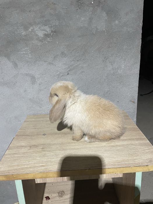 Quyon karlik baran 250.000