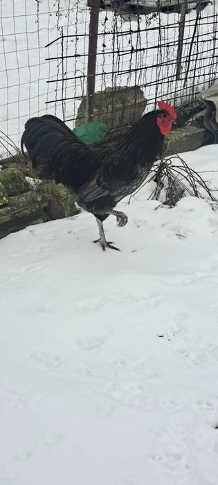 2 Cocosi australop negru si albastru