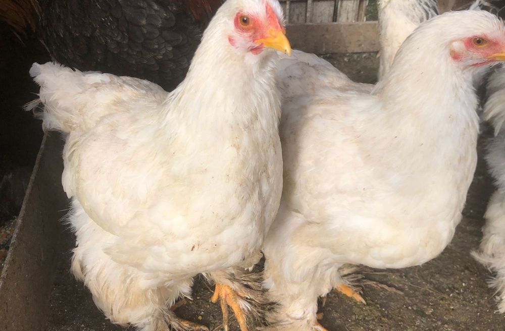 Ouă pentru incubat gaini rase mari