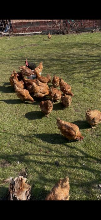 Куры обмен на петухов