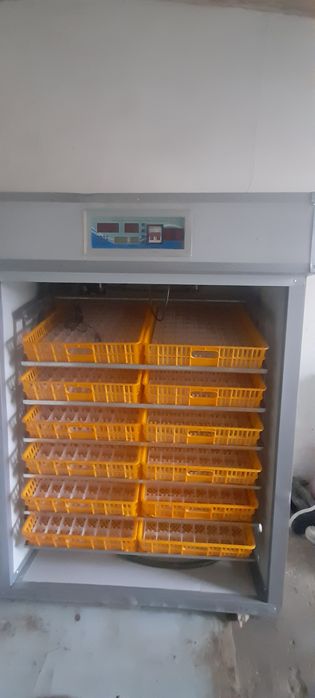 Yangi Inkubator sotiladi 1056 ta tovuq tuxumi ketadi