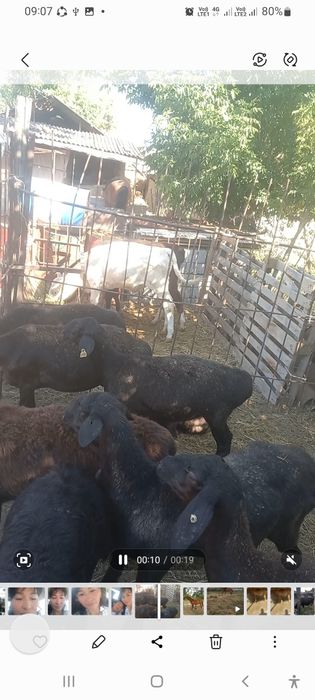 Тай сатылады жақсы аттың баласы