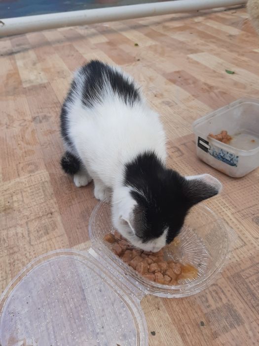 Отдам котенка бесплатно