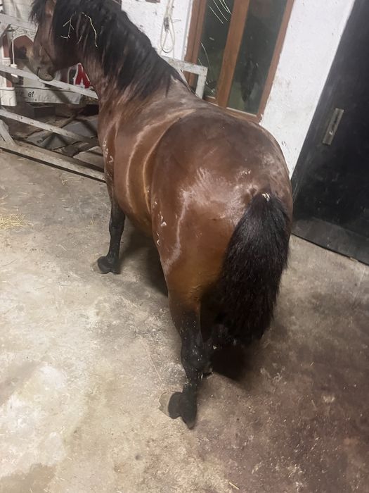 Соғым жылқы еті, конина