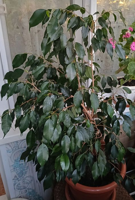 Продам фикус Бенджамина