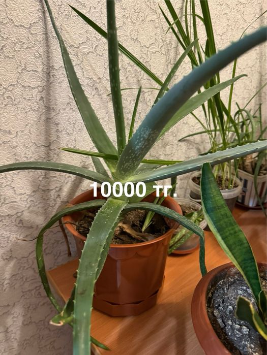 Комнатные растения