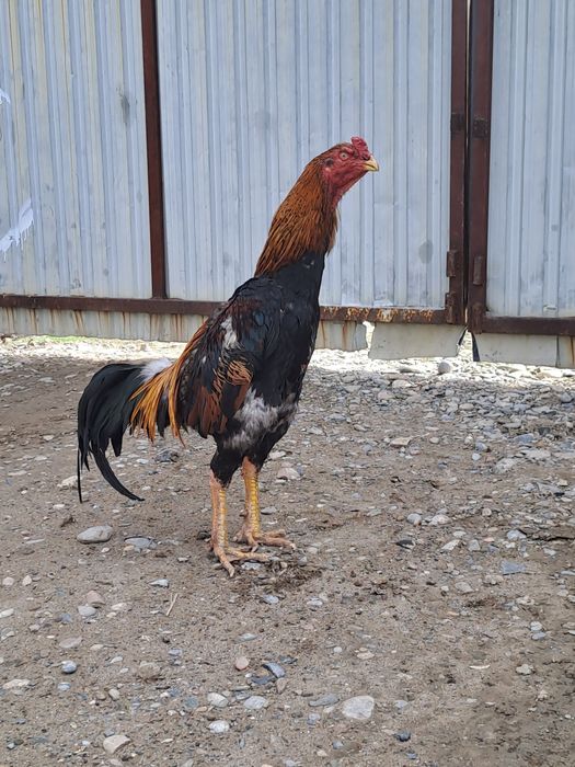 Дакан ата кораз.                                                    .