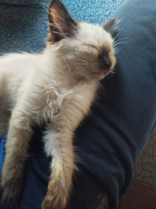 Сиамскии котенок.